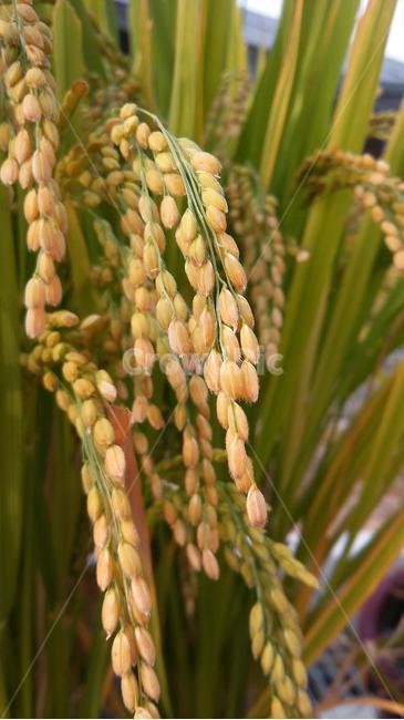 벼,황금들판,노랑,가을,수확,추수,농사,곡식,자연,풍경,곡류,곡식,cereals,산업,industry,industrial,농업,농사,agriculture,farming,farming industry