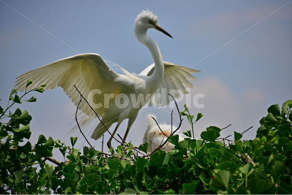 bird,새,animal,동물,waterfowl,egret,백로,stork,황새,육추,백로육추,백로새끼