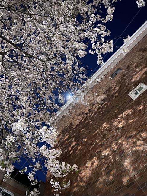 flower,background,벚꽃,blossom,cherryblossom,night,nightflower,plant,식물,꽃,봄,spring