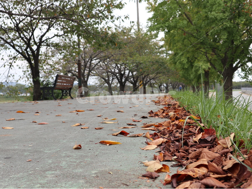 낙엽,나무,잎,leaf,식물,plant,tree,가을,계절,fall,autumn,season,furniture,가구,bench,벤치