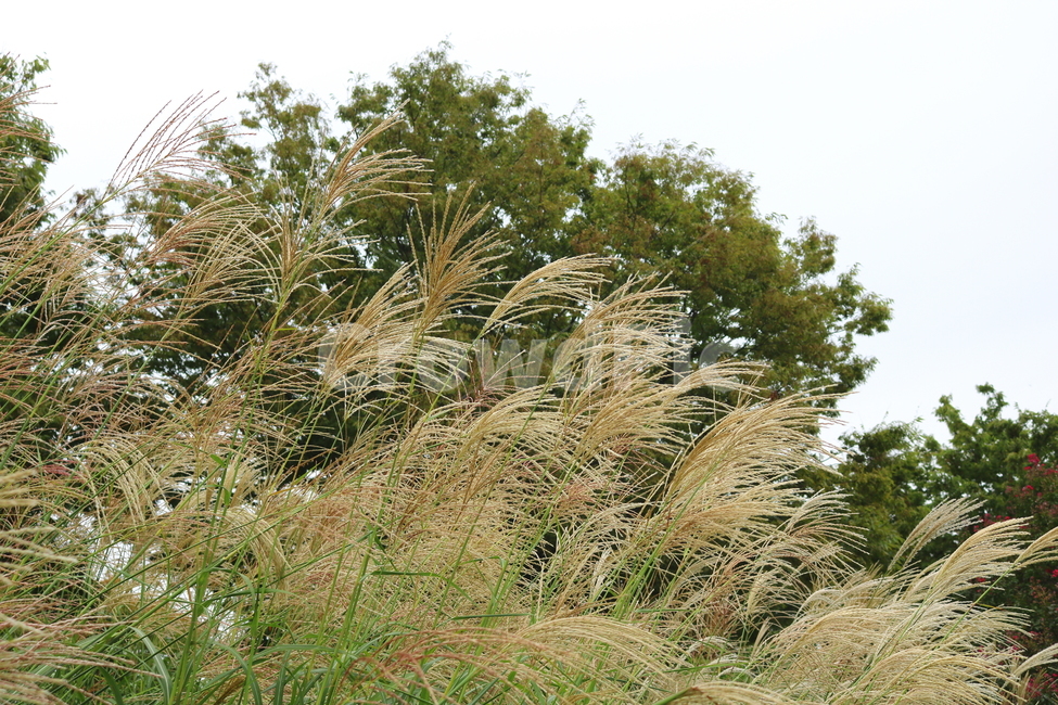 억새,풀,억새풀,식물,자연,벼과,벼과식물,들풀,두영,식물,자연,plants,nature
