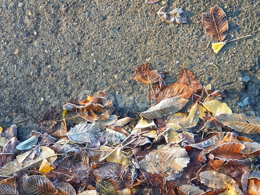 plant,식물,leaf,잎,ground,바닥,서리,가을,계절,fall,autumn,season