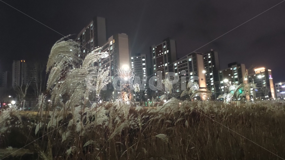 전주시,삼천천야경,야경,천변야경,도시천야경,삼천천,nature,자연,outdoors,옥외,flare,플레어,빛,light