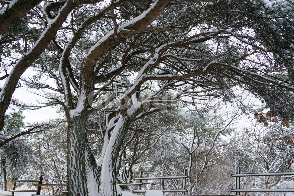 눈,설경,겨울,싸늘함,추위,snow,겨울,계절,winter,season,자연,풍경,nature,landscape,outdoors,옥외