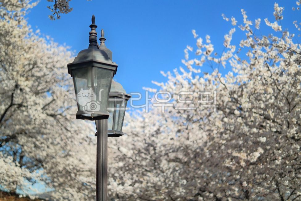 하늘,벚꽃,가로등,분홍,petals,벚나무,꽃잎,봄날씨,아름다움,핑크색,배경화면,4월,sky,april,pink,background,봄,꽃,cherryblossom,blossom,벚꽃나무,풍경,봄꽃,계절,식물,자연,plants,nature,flower,나무,감성,sensible,feeling,plant,spring,season