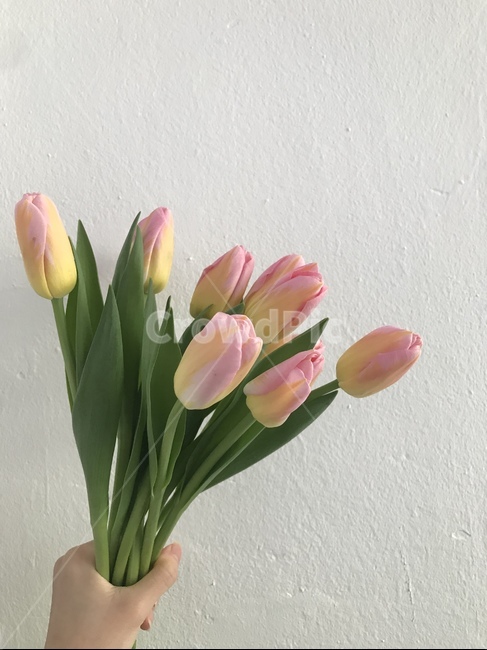 꽃,튤립,flower,tulip,봄,spring