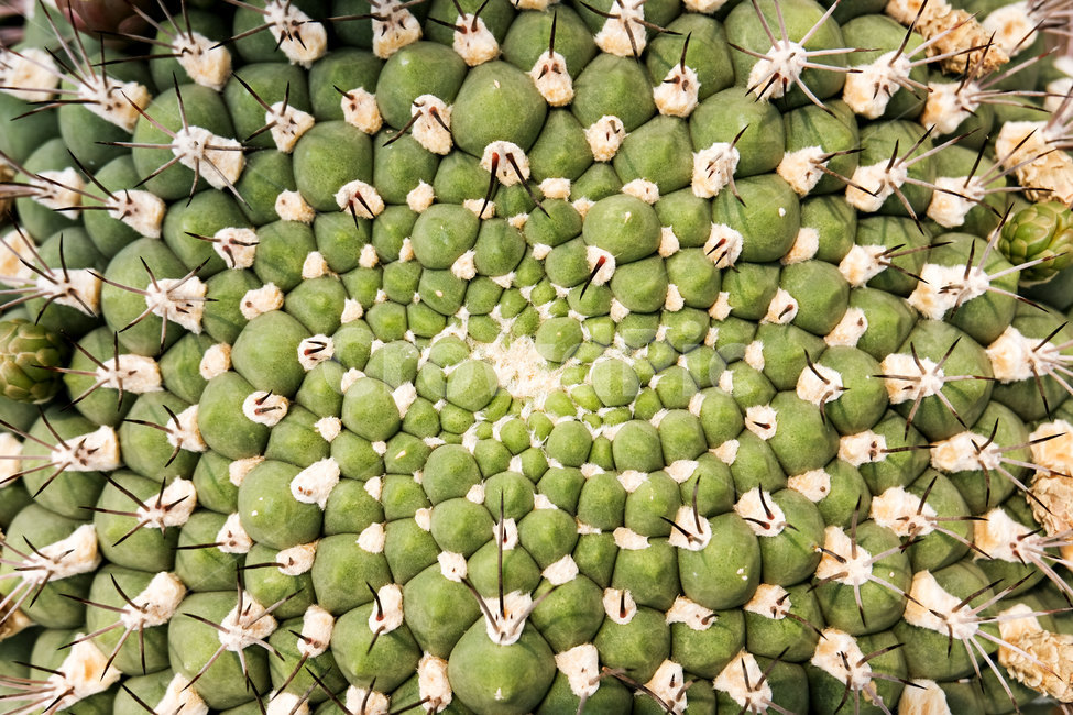 선인장,근접촬영,매크로촬영,접사,패턴,자연,nature,cactu,식물,늦은봄,초여름,closeup,plants