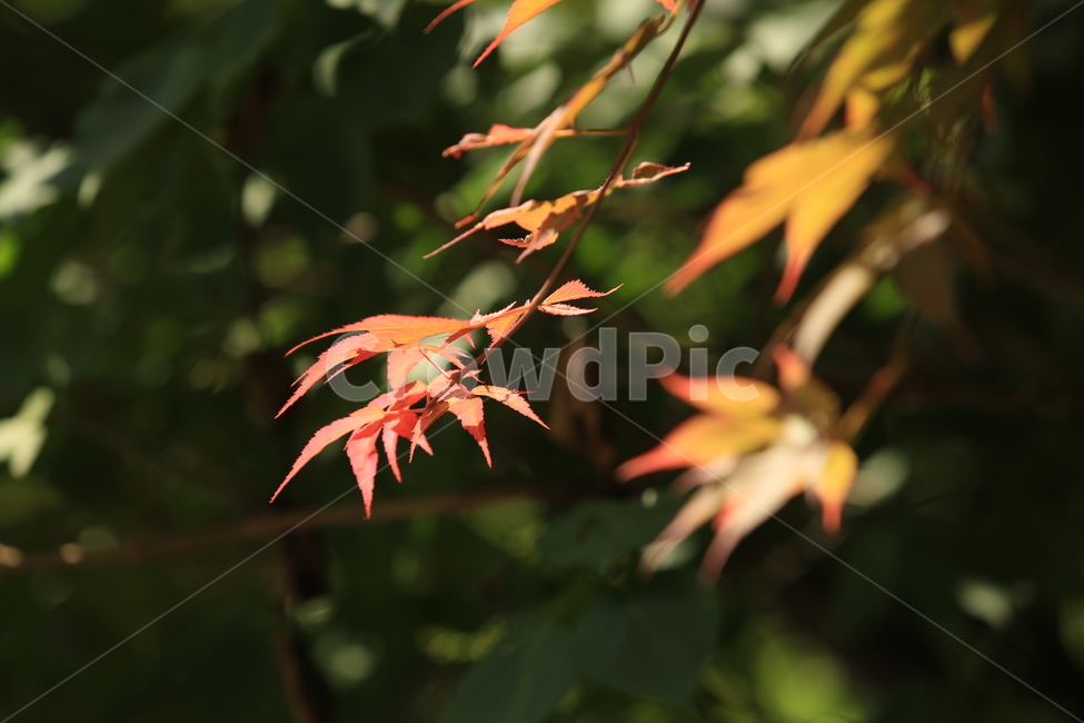 5월,may,나뭇잎,여름,봄,season,계절,숲속,식물,자연,plants,nature