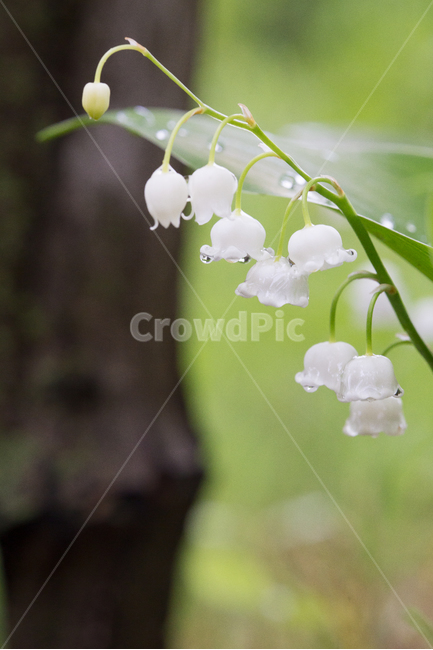 자연,꽃망울,청사초롱,아침이슬,숲,귀여움,작은꽃,아침,봄,계절,spring,season,식물,자연,plants,nature,꽃,flower,휴식,힐링,rest,relaxation,healing,비,비오는날,rain,rainy,plant