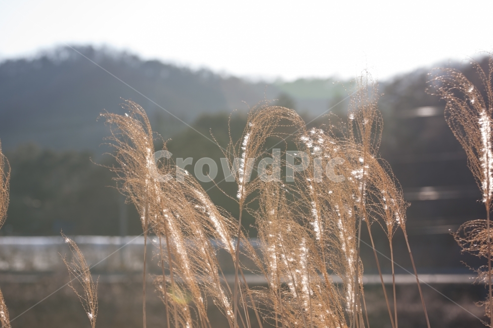 갈대,억새,겨울,풍경,winter,겨울,계절,winter,season,식물,자연,plants,nature,감성,sensible,feeling,휴식,힐링,rest,relaxation,healing