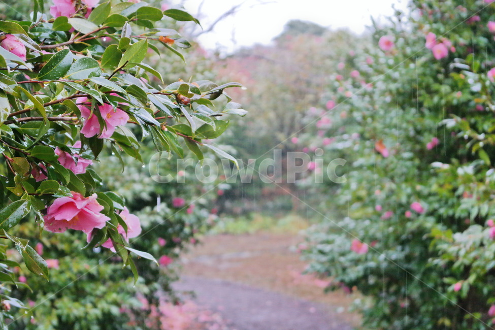 동백,동백꽃,동백나무,꽃,camellia,비,비오는,비에젖은,겨울비,비오는날,자연,나무,식물,flower,plant,rain,감성,blossom,winter,분홍꽃,pink,green,식물,자연,plants,nature,꽃,flower