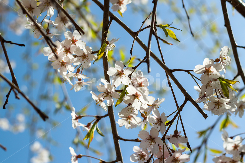 봄,봄날,봄꽃,꽃,벚꽃,식물,아름다운,계절,백색,화이트,flower,season,spring,cherryblossom,white