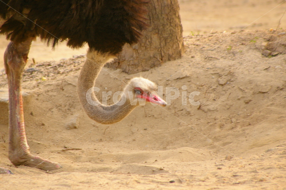 동물,animal,ostrich,새,타조,동물,animal,조류,새,birds