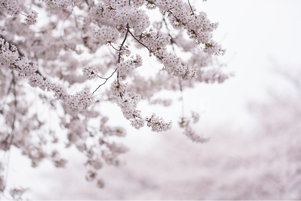 벚꽃,꽃,봄꽃,분홍,꽃잎,가지,식물,봄,계절,spring,season,식물,자연,plants,nature,꽃,flower,plant,blossom