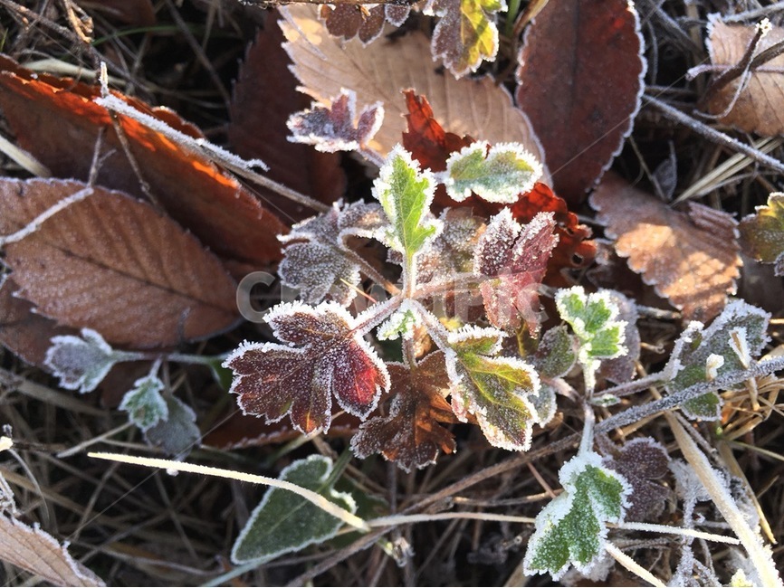 겨울,한파,추위,서리,식물,겨울,계절,winter,season,식물,자연,plants,nature