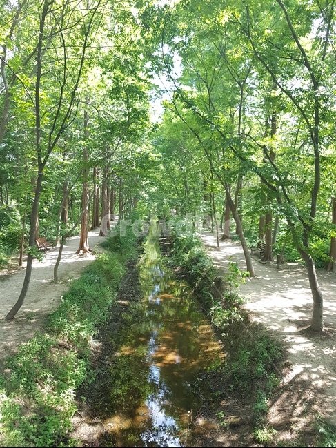 산책로,공원,자연,경관,여름