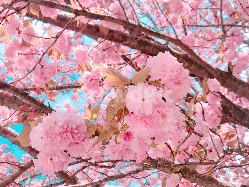 벚꽃,cherryblossom,꽃,blossom,꽃나무,봄,계절,season,자연,분홍,겹벚꽃,pink,nature