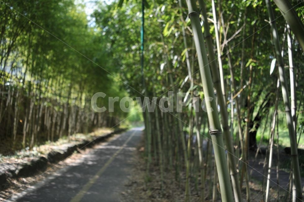 자전거길,잔차,대나무숲,숲,대나무,길,안양천,느낌,자연,식물,자연,plants,nature,나무,trees,wood