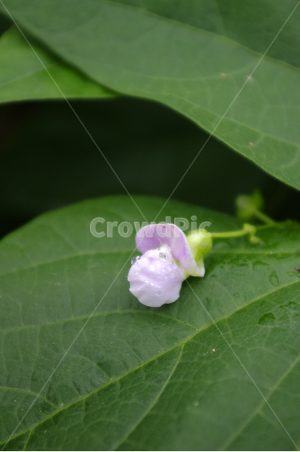콩꽃,꽃,식물,flower,plant,식물,자연,plants,nature,꽃,flower