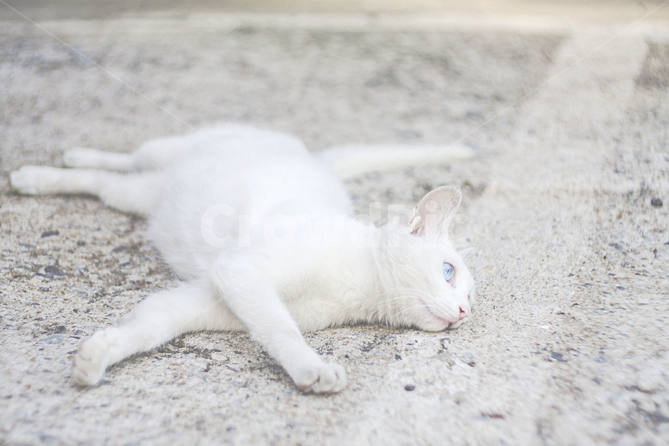 동물,고양이,길고양이,길냥이,흰고양이,포유류,오드아이,animal,cat,straycat,whitecat,mammal,oddeye