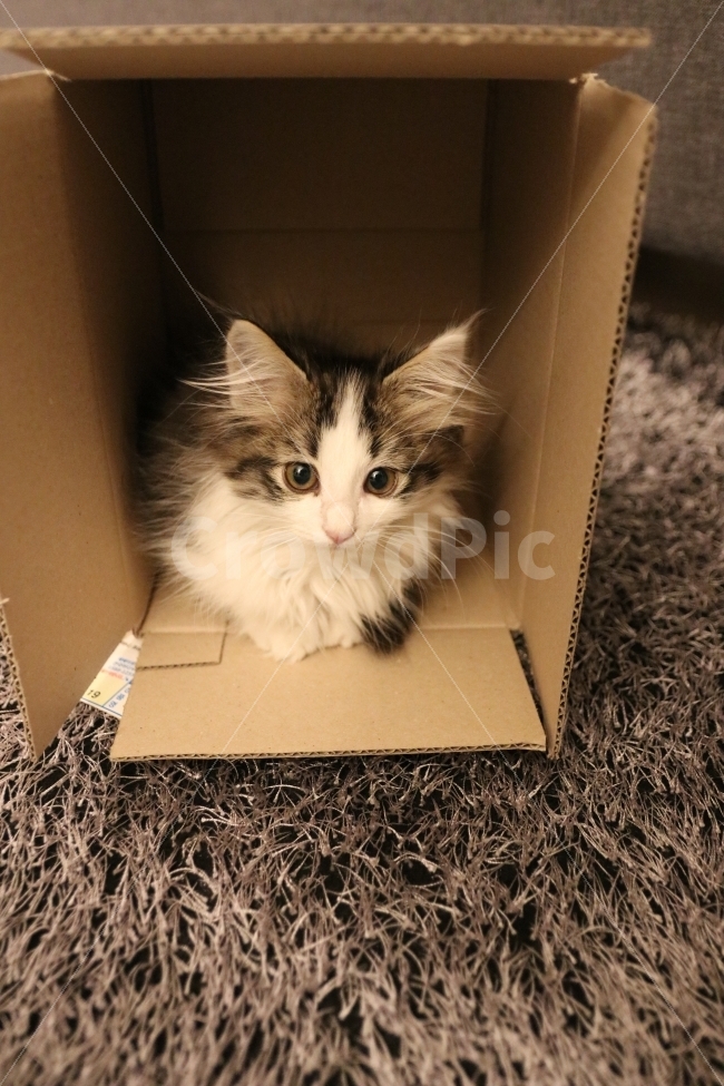 고양이,아기고양이,반려동물,냥이,애완동물,노르웨이숲,동물,animal,포유류,mammal,고양이,cat,kitten,kitty