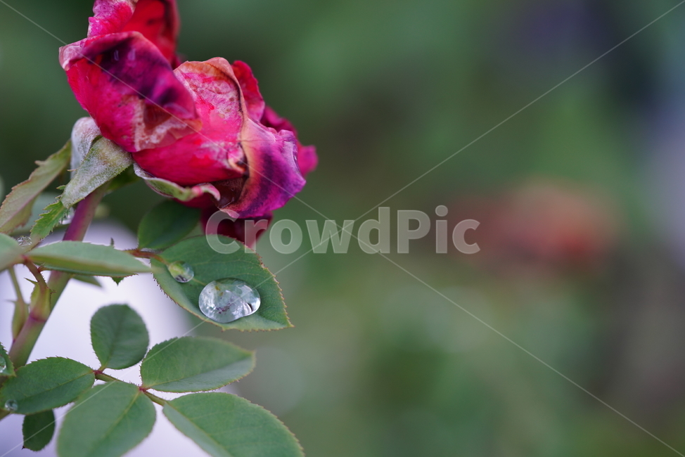 식물,자연,잎,물방울,이슬,비,액체,접사,감성,water,물,식물,자연,plants,nature,꽃,flower