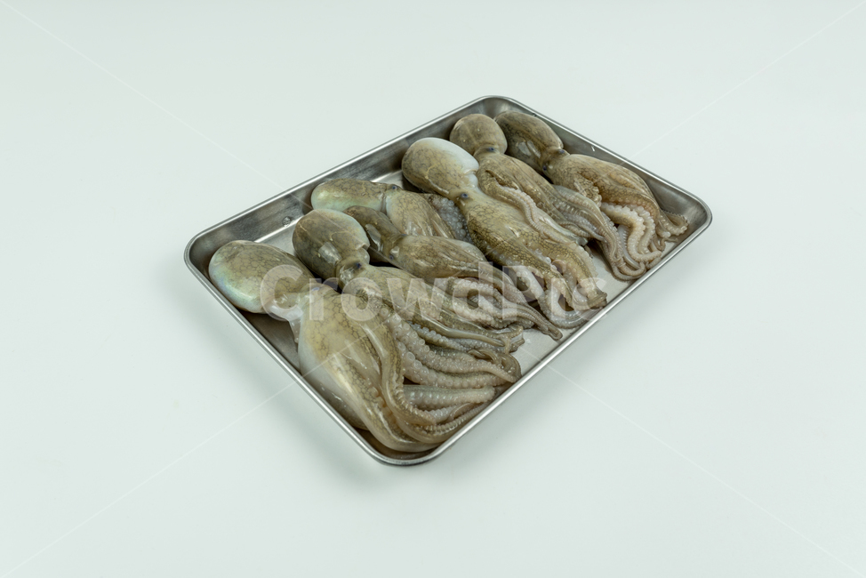 해산물,해물,낙지,주꾸미,요리재료,음식재료,어류,해양생물,문어,싱싱한,신선한,요리,음식,식품,누끼,동물