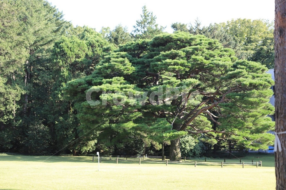 공원,숲,나무,풍경,하늘,자연,풍경,nature,landscape,tree,plant,식물