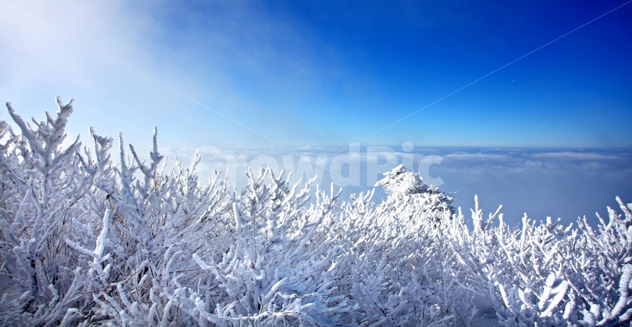 tree,나무,plant,식물,nature,자연,outdoors,옥외,ice,빙,snow,눈,mountain,산,mountainrange,산맥,상고대,무주,덕유산,덕유산설경,설경,설천봉,향적봉,중봉,덕유산국립공원,운해,겨울,계절,winter,season,자연,풍경,nature,landscape
