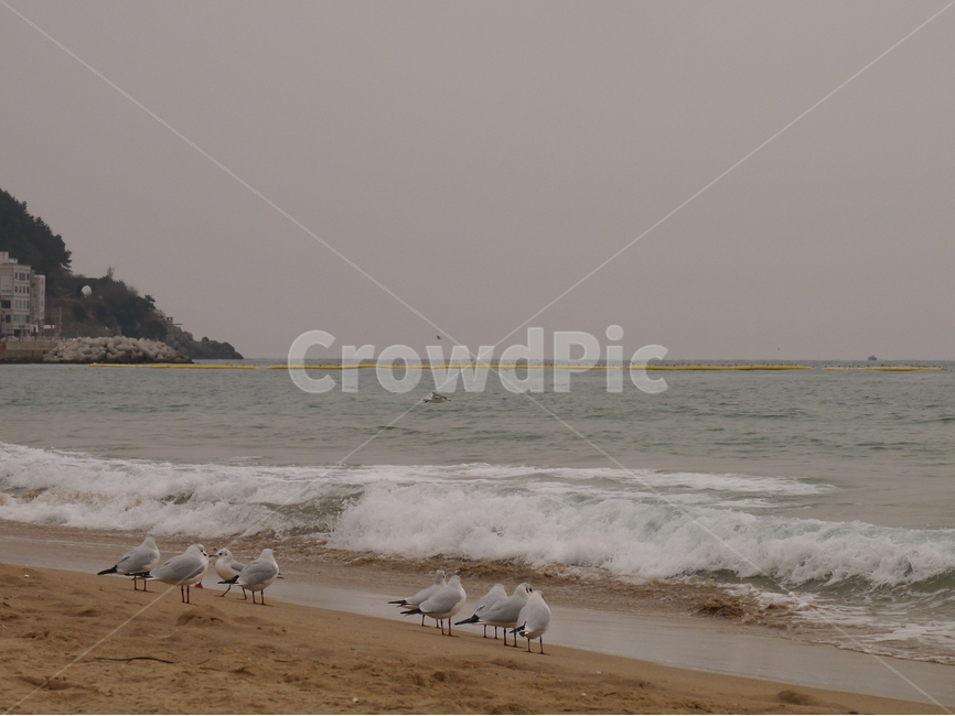 자연,바다,풍경,갈매기,파도,해변,바다,beach,sea,동물,animal,조류,새,birds,감성,sensible,feeling