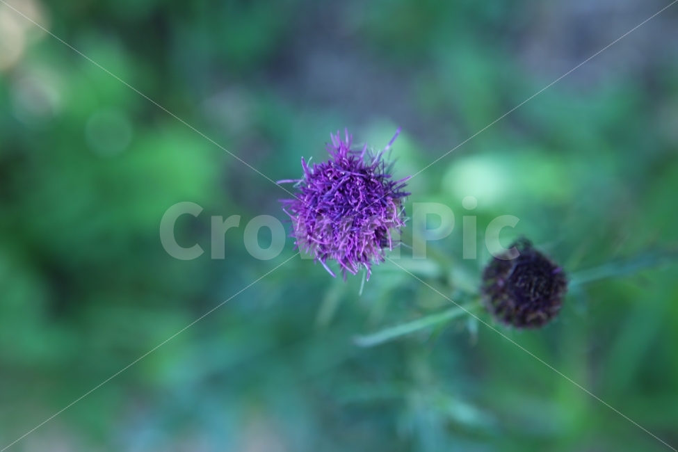 꽃,잡초,꽃한송이,보라색꽃,들꽃,식물,자연,plants,nature,꽃,flower