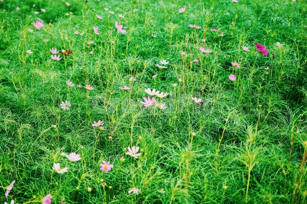 들판,가을,코스모스,풀,식물,가을,계절,fall,autumn,season,식물,자연,plants,nature,꽃,flower,outdoors,옥외,grassland,목초지,field,들,farm,농장,rural,농촌