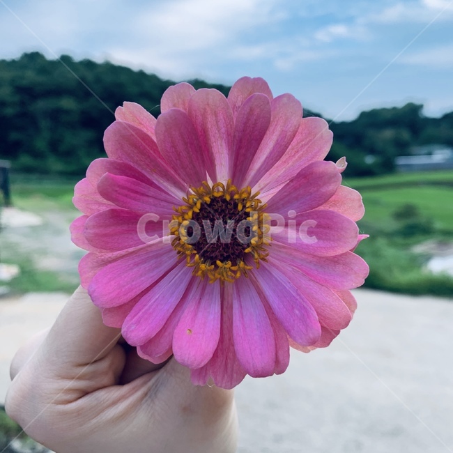 분홍색꽃,여름꽃,flower,분홍색,길거리꽃