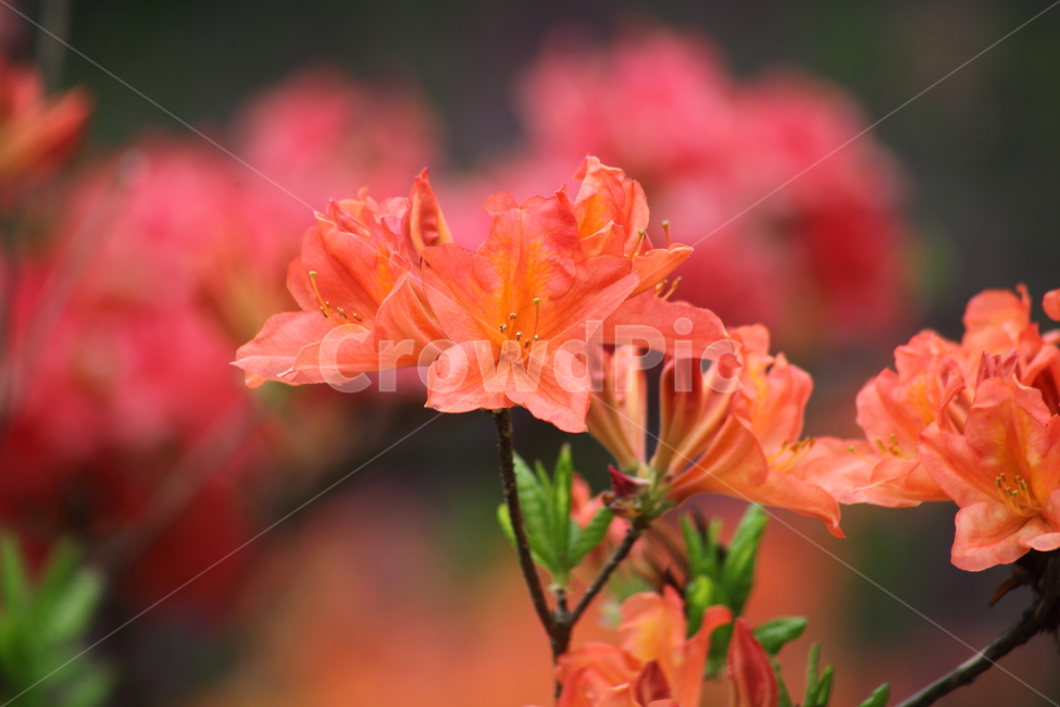 철쭉,봄,진달래과,rhododendronschlippenbachii,royalazalea,꽃