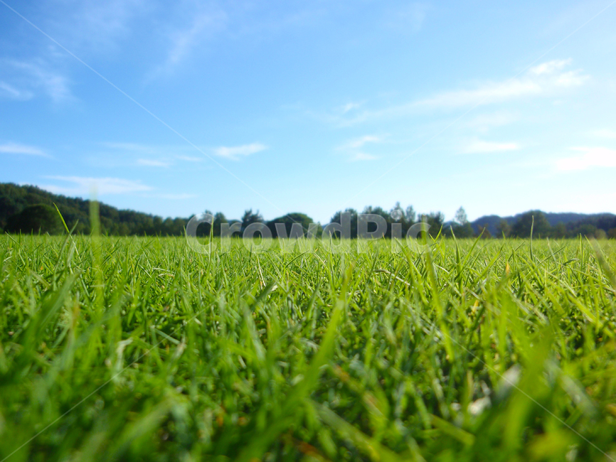 잔디밭,잔디,녹색,그린,배경,깨끗한,신선한,자연,풍경,nature,green,clean,landscape,하늘,blue,자연,풍경,nature,landscape,식물,plants,field,들,grass,plant
