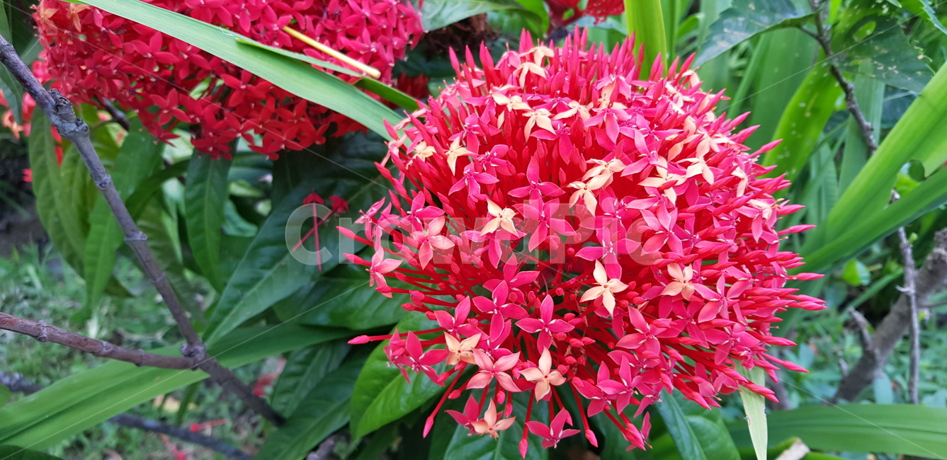 분홍색,꽃,플라워,자연,풀,식물,자연,plants,nature,꽃,flower
