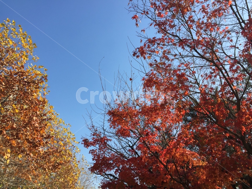 가을,단풍,은행,하늘,가을나무,가을,계절,fall,autumn,season,자연,풍경,nature,landscape,tree,나무,plant,식물,leaf,잎