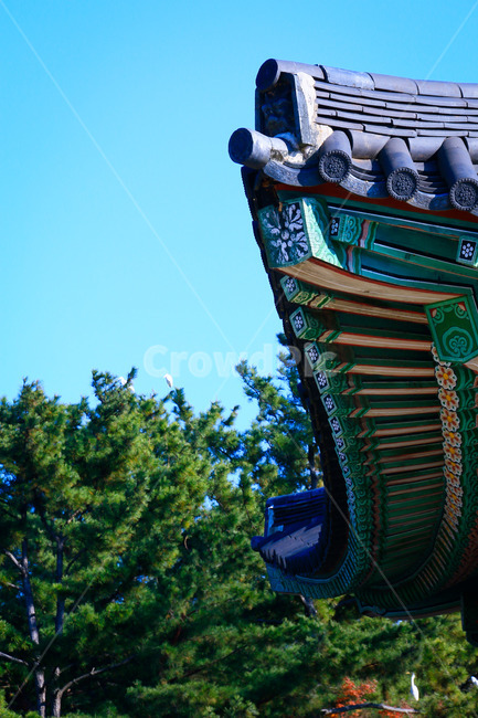 새,동물,animal,식물,전나무,아비,bird,tree,용기,기와,지붕,한국전통,한국문화,korean traditional,korean culture