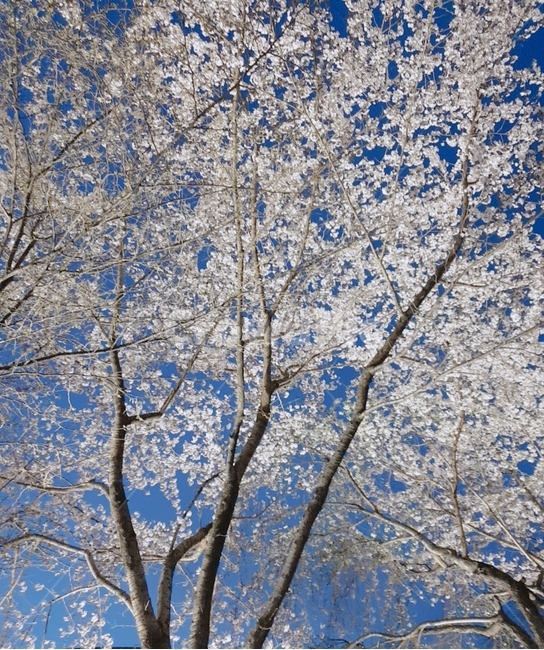 배경,벚꽃,나무,꽃,봄,저녁