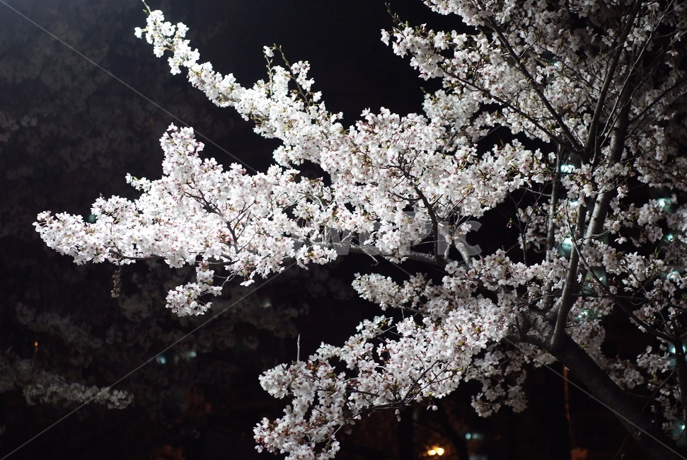 벚꽃,야경벚꽃,4월,버스커버스커,벚꽃휘날리며,봄,계절,spring,season,식물,자연,plants,nature,꽃,flower,plant,blossom