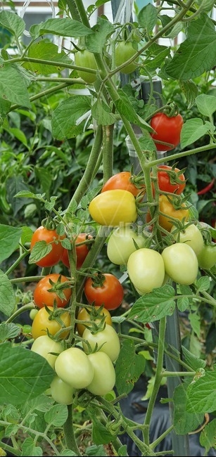 식물,plant,과일,채소,방울토마토,빨간