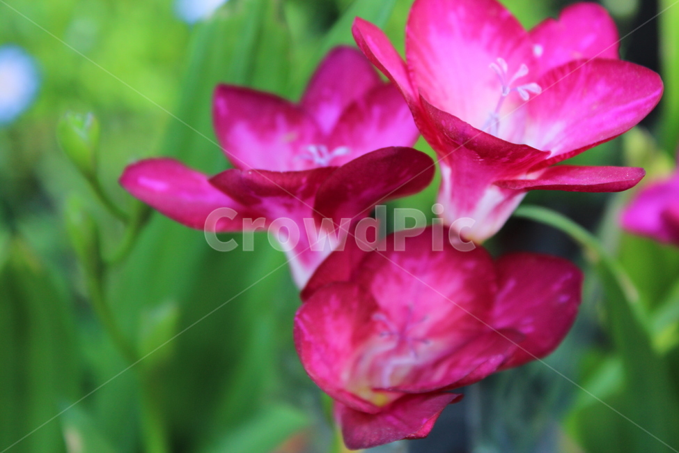 꽃,자연,nature,flowers,background,식물,자연,plants,nature,꽃,flower