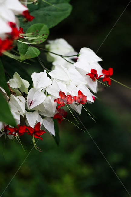 꽃,식물,자연,봄,식물원,식물,자연,plants,nature,꽃,flower