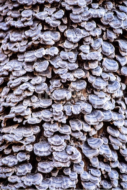 버섯,나무,균사,숲,자연,패턴,운지버섯,배경,버섯,mushroom