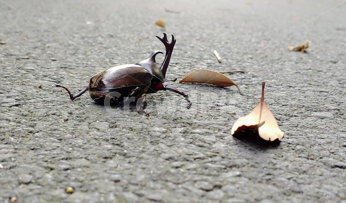 장수풍뎅이,장수풍뎅이수컷,큰뿔장수풍뎅이,trypoxylusdichotomus,koreanrhinocerosbeetle,코뿔소벌레,투구벌레