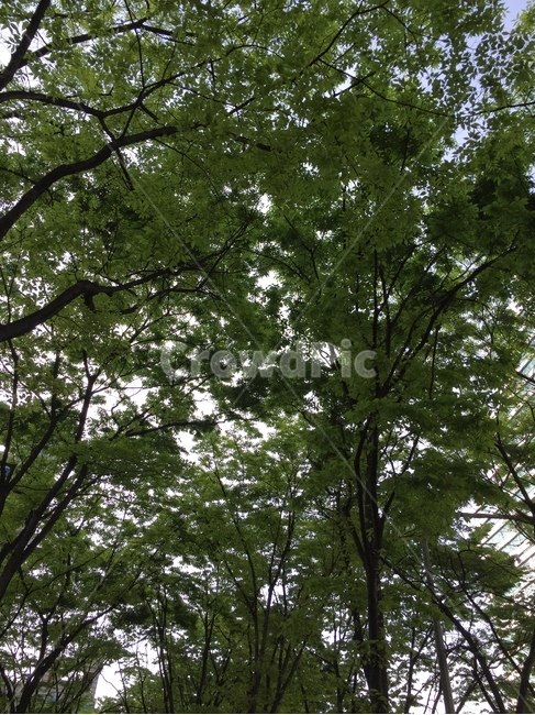나무,식물,tree,풍경,초록