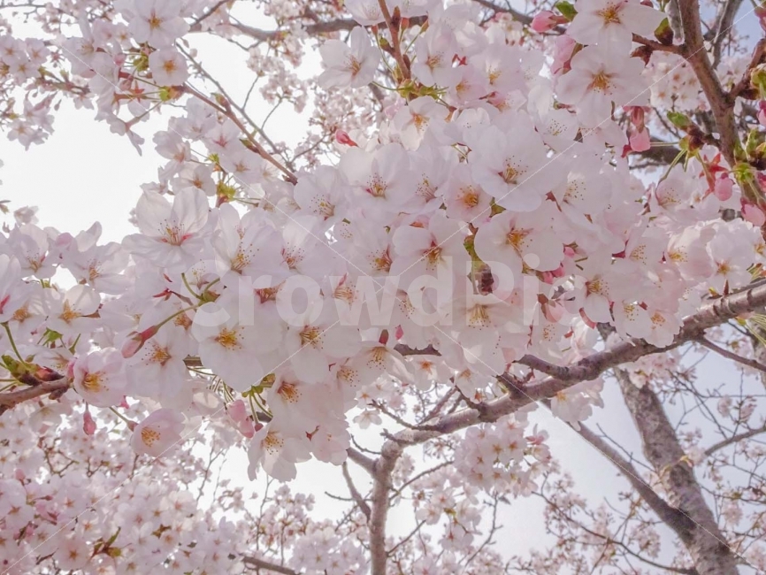 봄,봄꽃,봄풍경,꽃,벚꽃,핑크,식물,자연,plants,nature,봄,계절,spring,season,꽃,flower,plant,blossom,cherry blossom