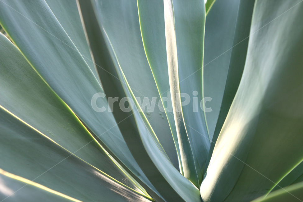plant,식물,aloe,선,식물선,line,plantline,green,초록색,초록,풀,나뭇잎,나무