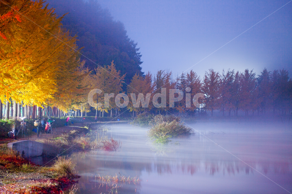 물안개,은행나무,단풍,문광저수지,안개,자연,풍경,nature,landscape,한국자연풍경,한국자연경관,korea nature landscape,사람들,대중,군중,other people,crowd,사진작가,포토그래퍼,photographer,outdoors,옥외,weather,날씨