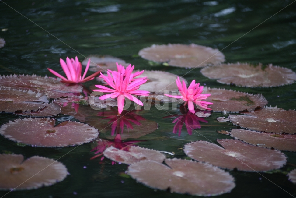 수련,연꽃,반영,물,자연,꽃,연잎,분홍,초록,식물,자연,plants,nature,꽃,flower